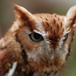 Screech Owl